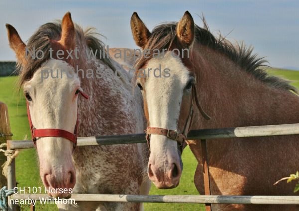 Horses, Whithorn